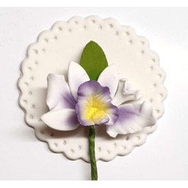 Hard Sugar Cattleya Orchid Flower Mini Spray Lilac and White
